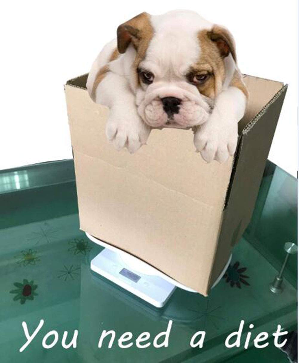 Digital Pet Scale 22 lbs Capacity White T65981