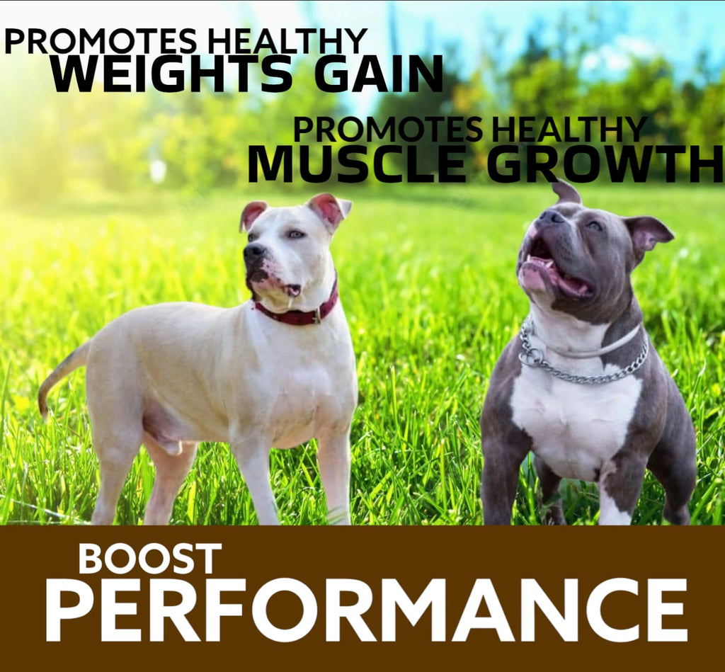 Chewable Tablets for Dogs X4264