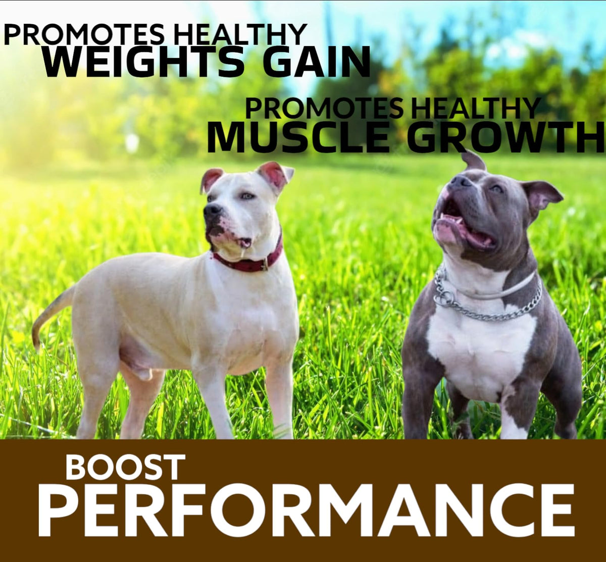 Chewable Tablets for Dogs X4264