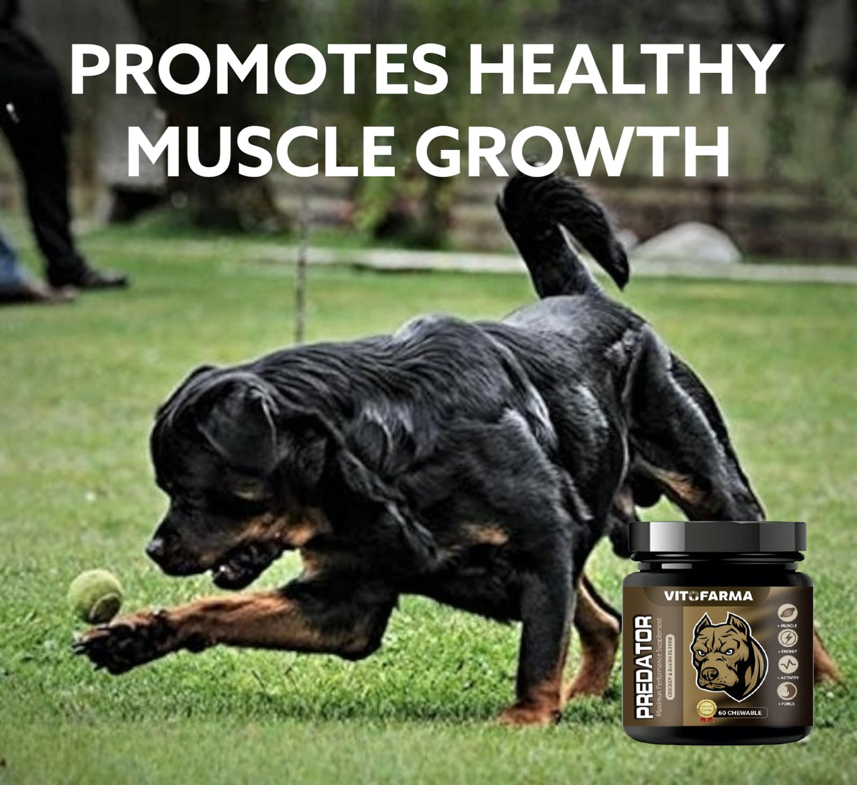 Chewable Tablets for Dogs X4264