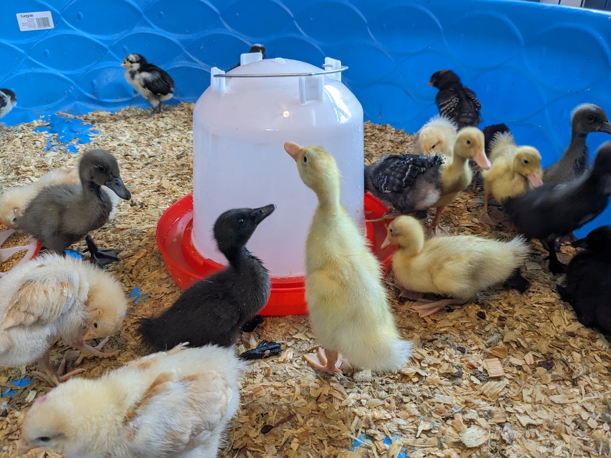 1.5-Gallon Poultry Waterer with Metal Handle V47231